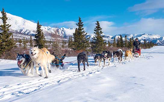 狗拉雪橇旅游保险